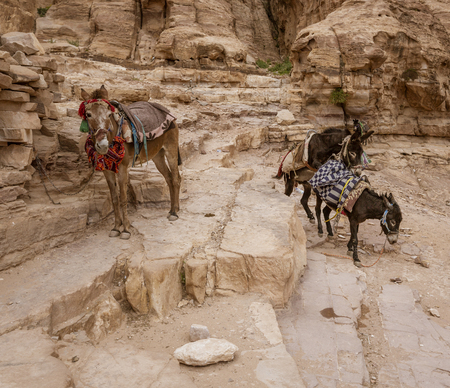 Donkeys Mating at Petra on Trail in Jordanの写真素材