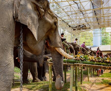 Chiang Rae, Thailand - 2019-03-13 - Elephant Day is celebrated with a feast of fruits for the elephants that have worked the fields all year.のeditorial素材