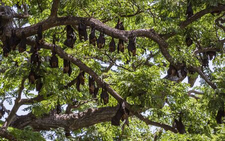 Large Bats Hang From Trees During Day From Trees in Sri Lanka.の写真素材