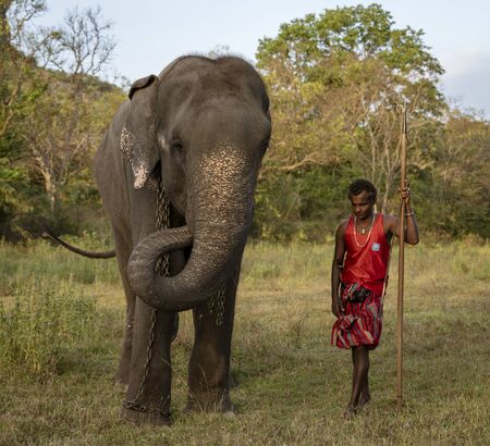 Negombo, Sri Lanka - 2019-03-22 - Elephant Walks With His Handler Across Grass Field.のeditorial素材