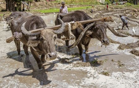 Uda Walawe, Sri Lanka - 2019-03-38 - Water Buffalo Works Rice Field for Planting.のeditorial素材