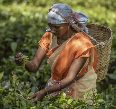 NUWARA ELIYA, Sri Lanka - 2019-03-26Woman Picks The Tender Tea Leaves For Harvest.のeditorial素材