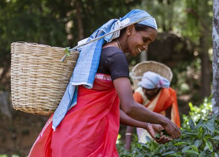 NUWARA ELIYA, Sri Lanka - Woman Picks The Tender Tea Leaves For Harvest.のeditorial素材