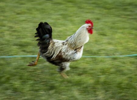 Speed Blurred Rooster Runs Over Grass Lawn.