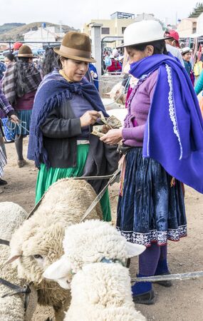 Canar, Ecuador - July 12, 2015 - Sheep are tied into circles at the Saturday animal market for saleのeditorial素材