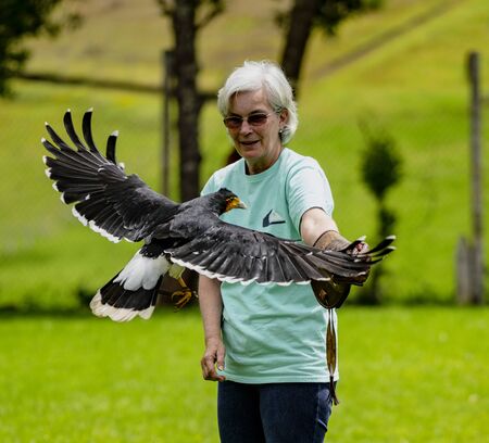 Gualaceo, Ecuador - June 1, 2018: A woman holds a bird of prey at an ecological rescue center in...
