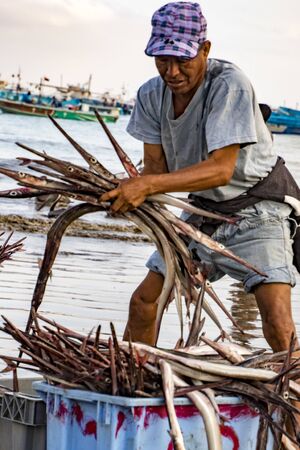Puerto Lopez - August 19, 2016 - Commerical fisherman sorts his catch of pipe fish into basketsのeditorial素材