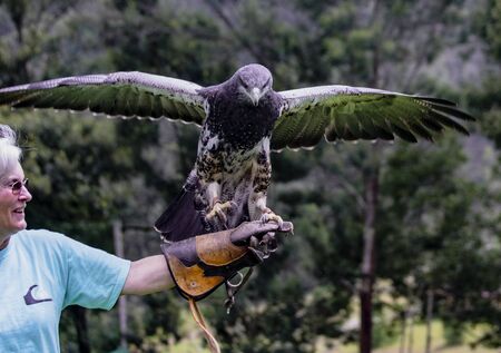 Gualaceo, Ecuador - June 1, 2018: A woman holds a bird of prey at an ecological rescue center in Ecuadorのeditorial素材
