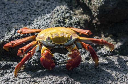 Sally Lightfoot crab on Galapagos Islands redの写真素材