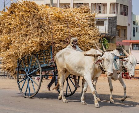 BADAMI, INDIA, MAR 18, 2018: Man drives ox cart with massive load of dried corn stalks for animal feedのeditorial素材