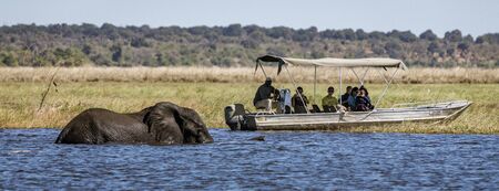 Chobe, Botswana - July 22, 2018: Elephants cross the river, as a boat of tourists watch in Botswanaのeditorial素材