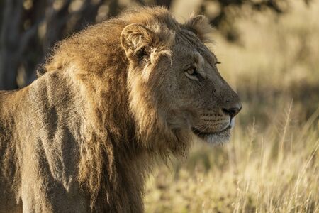 Adult male lion stands in short dry grass in Botswanaの写真素材