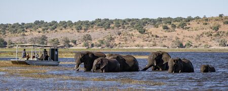 Chobe, Botswana - July 22, 2018: Elephants cross the river, as a boat of tourists watch in Botswanaのeditorial素材