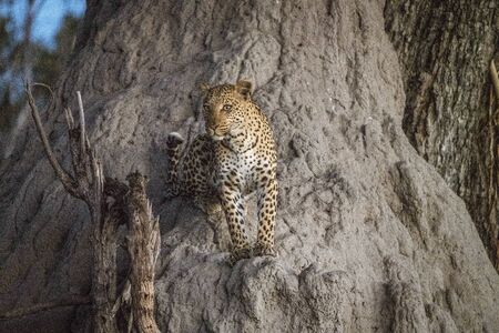 A leopard climbs partly up a baobab tree to get a further view while looking for prey in Botswanaの写真素材