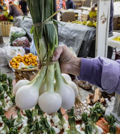 Huge leeks in a bunch held by a hand ready for sale.の写真素材