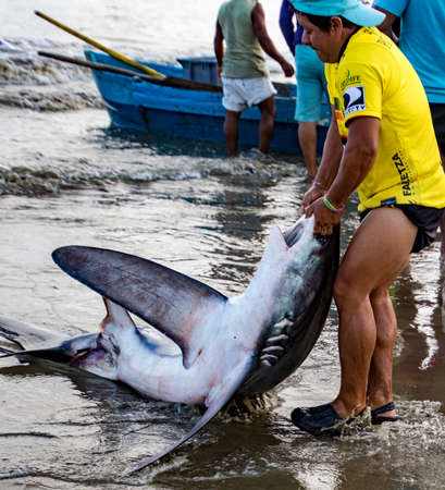 Puerto Lopez, Ecuador - Aug 19, 2016: Fisherman drags a dead shark onto the beach for processing in Puerto Lopez, Ecuadorのeditorial素材