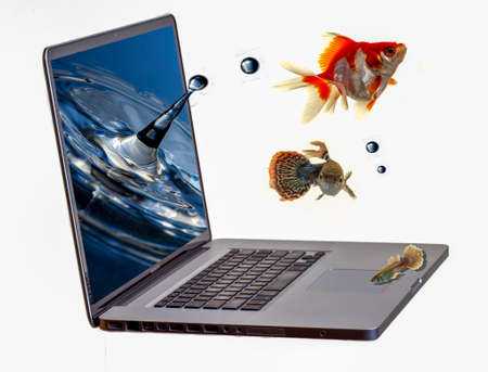 Escaping The Screensaver - Goldfish with aspirations for a better future leaping out of the screensaver on a laptop screen in a bid for freedom.のeditorial素材