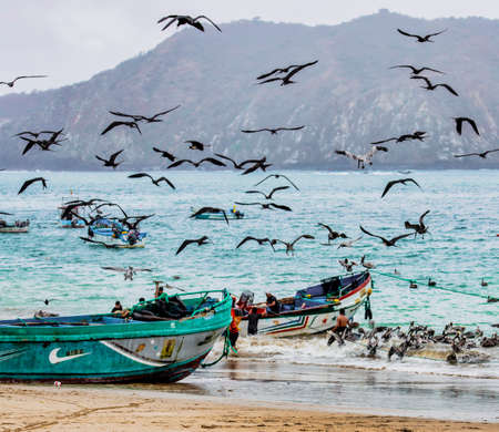 Puerto Lopez, Ecuador - September 12, 2018 - pelicans and frigate birds swarm over fishing boats dumping ofal at the end of a dayのeditorial素材