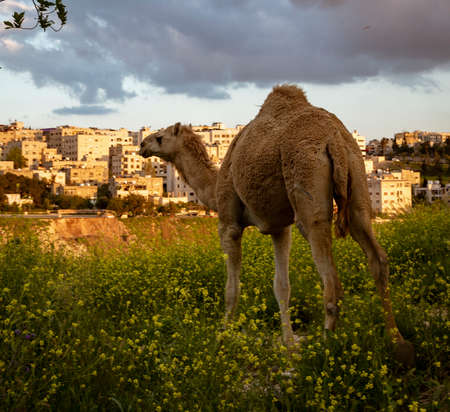Wild Camel Looks Over the Skyline of Amman, Jordan