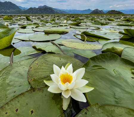 Montenegro - May 7, 2022 - Thick ship ropes on ferry.の写真素材