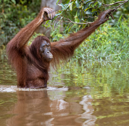 Sepilok Orangutan Rehabilitation Centre is home to 60-80 wild orangutans that can only be seen from the river.  These will be released into the wild when they are ready.の写真素材