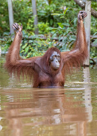 Sepilok Orangutan Rehabilitation Centre is home to 60-80 wild orangutans that can only be seen from the river.  These will be released into the wild when they are ready.の写真素材
