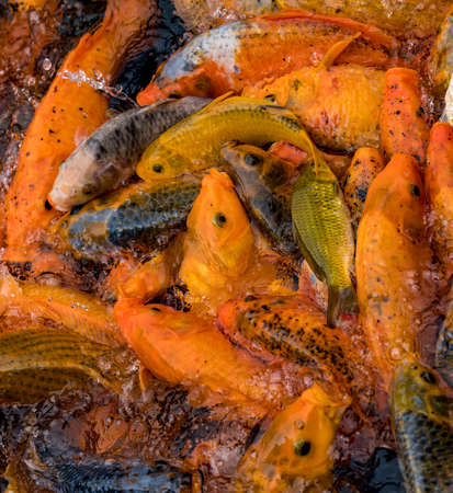 Koi swarming at top of pool in search of food.の写真素材