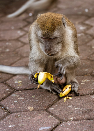 Malaysia, July 10, 2022 - Monkey eating a banana.の写真素材