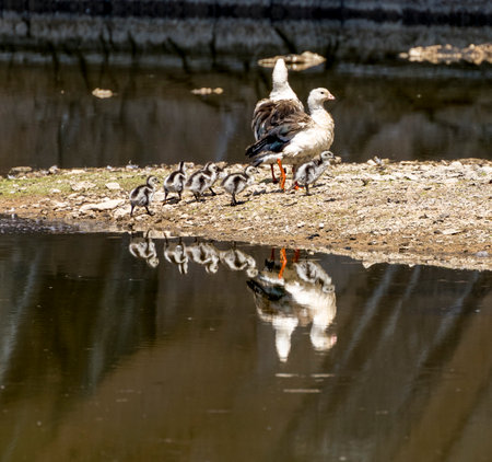 Family of ducks climbs out of a lagoon in the High Desert of Bolivia, with the entire family...