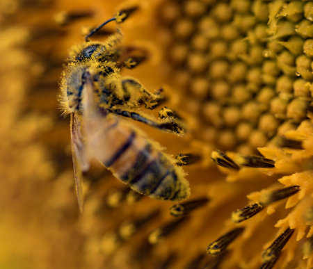 Honey bee collecting pollen from a sunflower on a bright sunny day.
