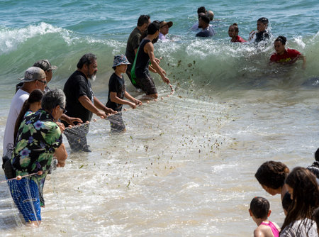 Honolulu, Hawaii/USA - 2022-08-20 - Shaka Filming Hukilau - people line up to pull in the fishing nets from the ocean.のeditorial素材