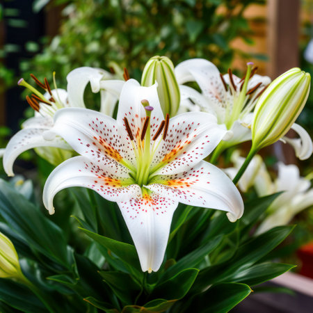 lifestyle photo tiger lily flower in a gardenの素材