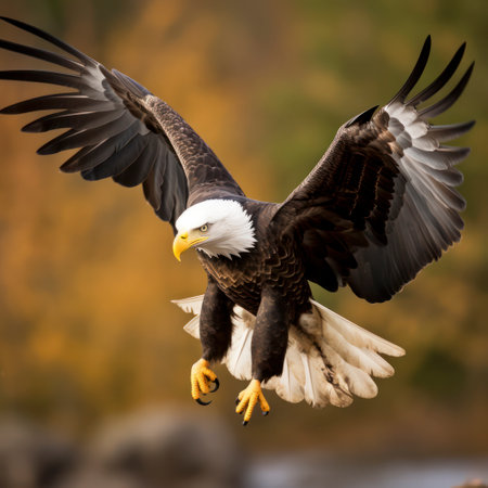 bald eagle in flight catching a fish.の素材