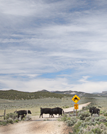 Sharing the roadの写真素材