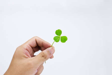 hand hold lucky cloverの写真素材