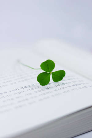 lucky cloverの写真素材