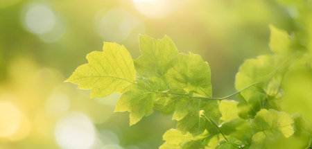 a calming leaf bokeh background wallpaper, offering a serene and refreshing visual that enhances...
