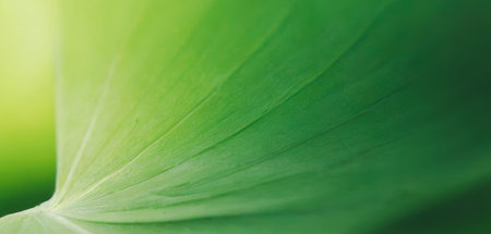 Subtle green hues with bokeh effect. Premium background photo with soft bokeh, Background for banner, poster and website design.の写真素材