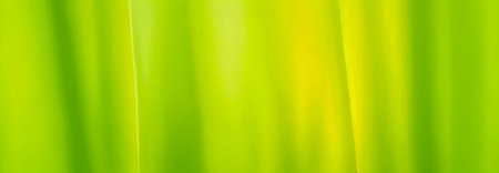Lush green leaf background with a gentle blur. Premium background photo with soft bokeh, Background for banner, poster and website design.の写真素材