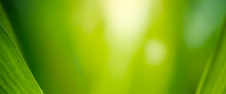Soft focus on dew-dappled leaf against a green bokeh. Premium background photo with soft bokeh, Background for banner, poster and website design.の写真素材