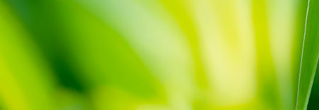 Nature's jewels: droplets on a leaf in soft focus. Premium background photo with soft bokeh, Background for banner, poster and website design.の写真素材