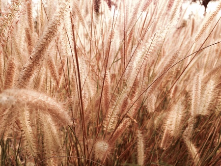 Grass fieldの素材