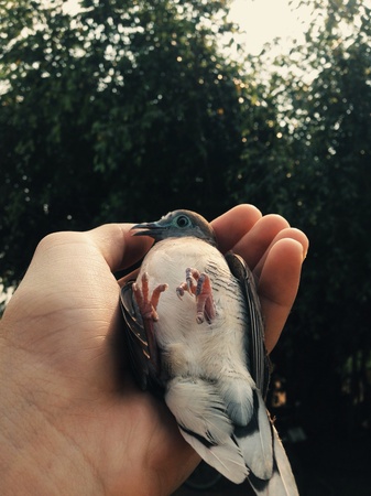 Set a bird freeの素材