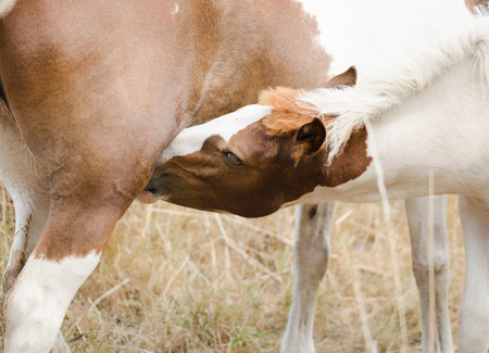 Breastfeeding horsesの写真素材