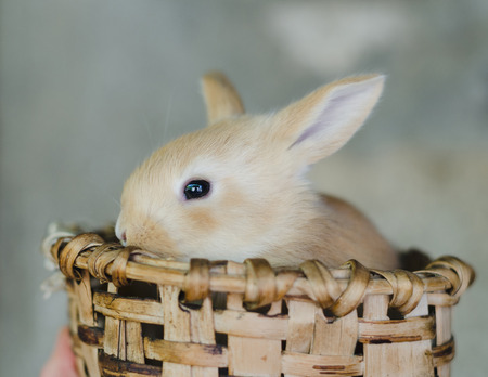 Rabbit in wooden basket in the sun with unfocused natural background. Frontal Plan closely.の写真素材