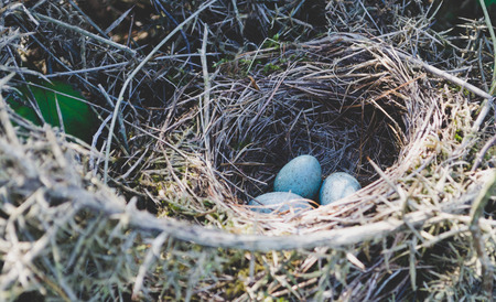 Wild blue eggs in natural nest.の写真素材
