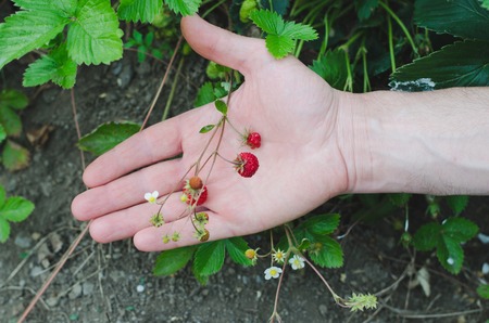 Wild strawberries in the hand. Top view.の写真素材