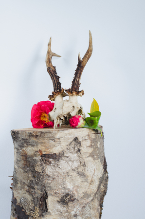 Deer Skull for decoration with camellias on birch trunk and wooden bottom.の写真素材