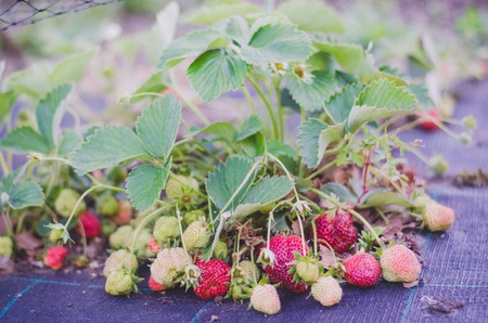 Bouquet of ripe strawberries in vegetable garden.