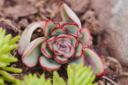 Macro succulent plant with reddish leaves. Top view.の写真素材